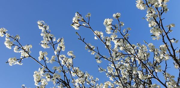 Low angle view of cherry blossom against blue sky