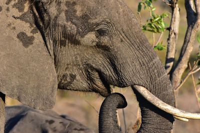 Elephant in forest