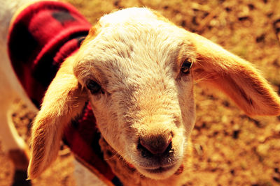 High angle portrait of kid goat
