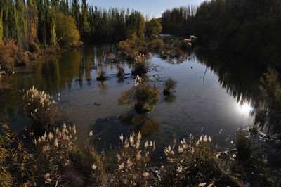 Scenic view of lake in forest