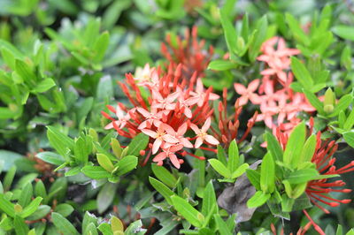 Close-up of plants