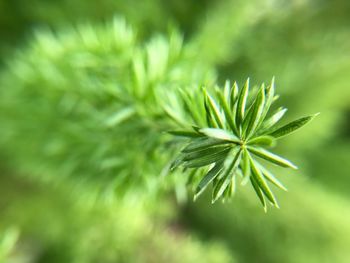 Close-up of fresh green plant