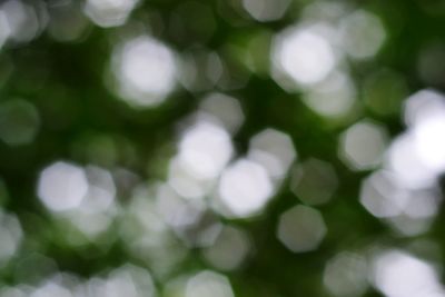 Defocused image of plants