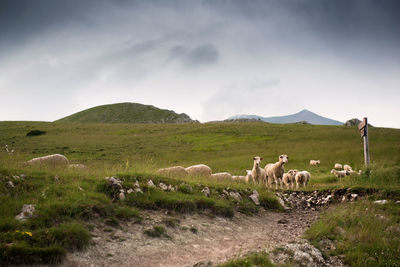 View of sheep on field against sky