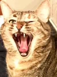 Close-up of cat yawning