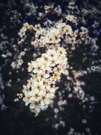 Close-up of white flowering plant