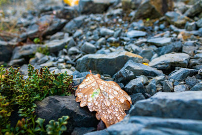 Close-up of mushroom growing on rock