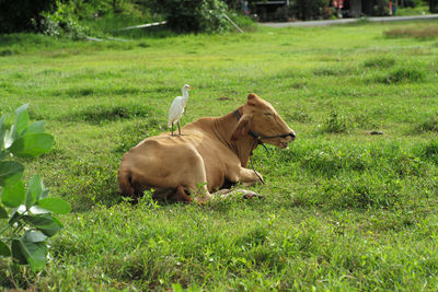 A white bird stands on the body of the brown cow in the grass field