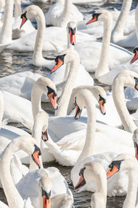 High angle view of swans swimming on lake