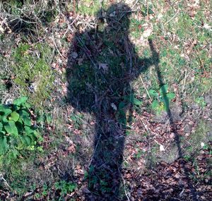 Plants growing in forest