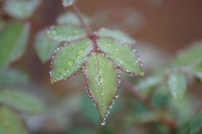 Close-up of wet plant leaves