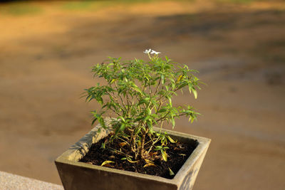 Close-up of potted plant