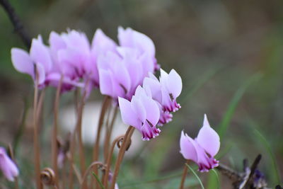 Cyclamen cilicium stands for the beginning of spring
