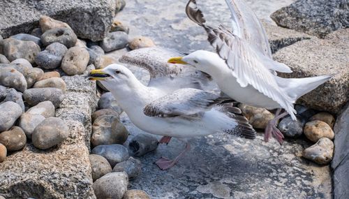High angle view of seagulls perching on rock