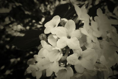 High angle view of white flowering plants