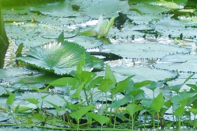 Close-up of water lily in lake