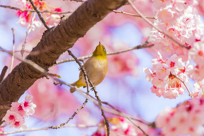 Low angle view of bird sitting on cherry blossom tree