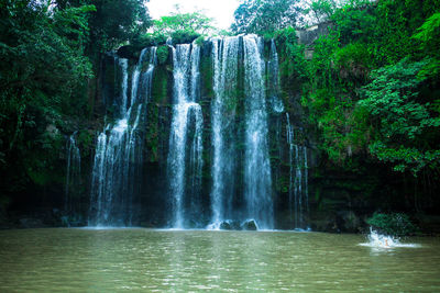 Scenic view of waterfall in forest