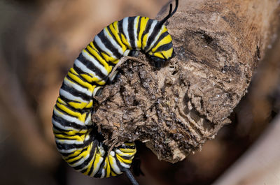 Close-up of butterfly