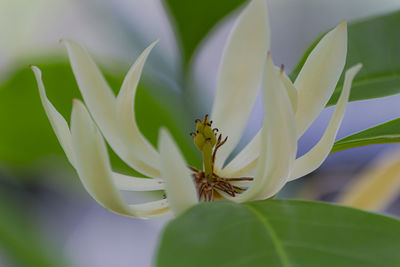 Close-up of insect on flower