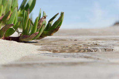 Close-up of plant on sand