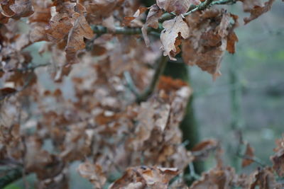 Close-up of dry leaves on plant