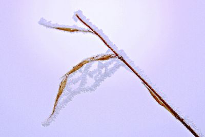 Close-up of dead plant