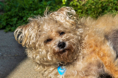 Close-up portrait of dog