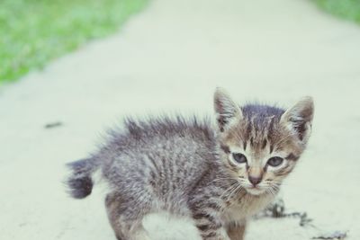 Portrait of cat with kitten