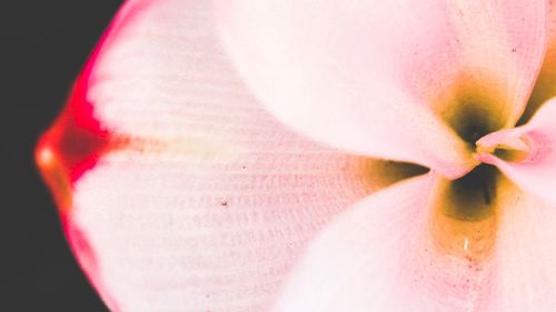 Close-up of pink flower