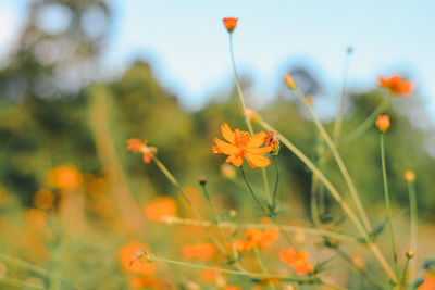 Close-up of orange flowering plant on field