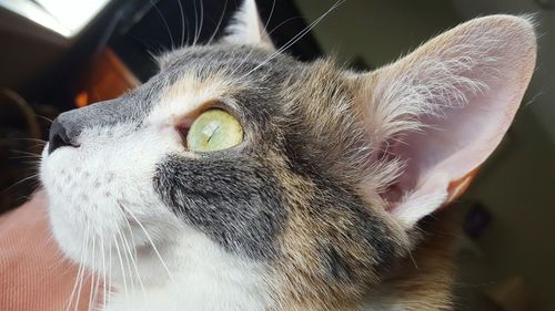 Close-up of cat