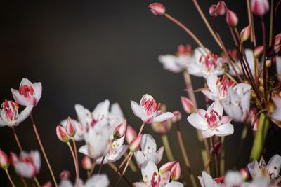 Close-up of flowers blooming outdoors