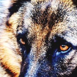 Close-up portrait of a dog