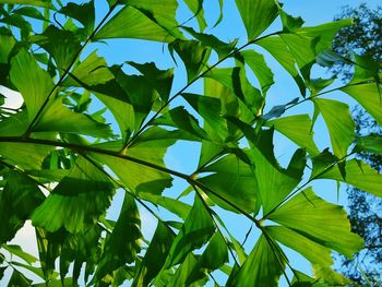 Low angle view of tree against sky
