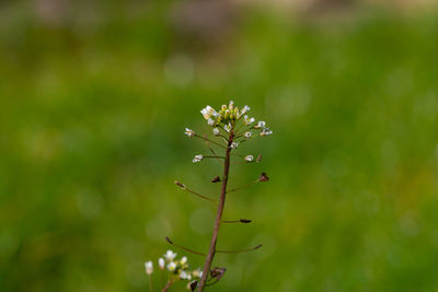 Close-up of white flowering plant