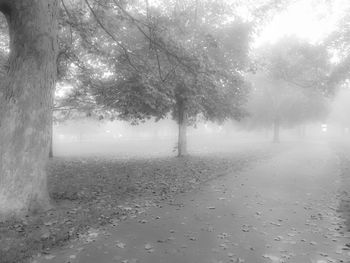 View of trees in foggy weather