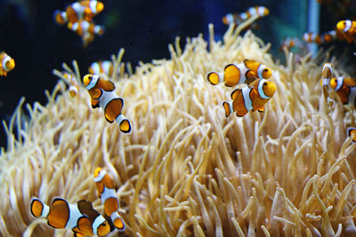 View of clown fish swimming in water