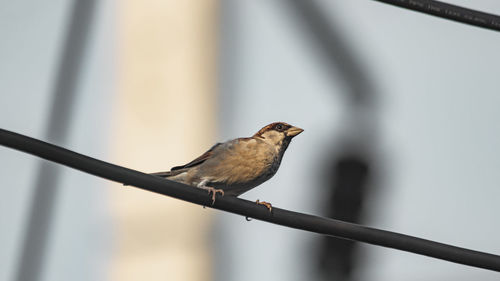 Close-up of bird perching on railing