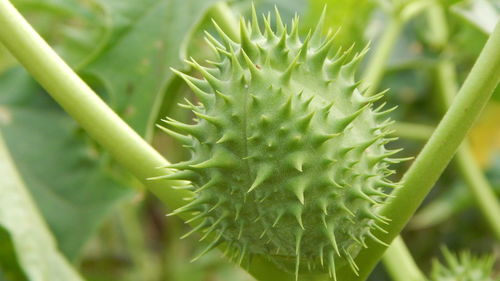 Close-up of green plant