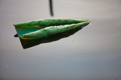 Close-up of green leaf on water