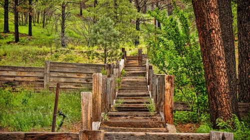 Wooden staircase in forest