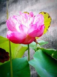 Close-up of pink flower against wall