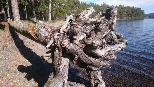 Driftwood on tree trunk by sea