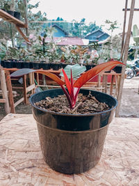 Close-up of potted plants on table