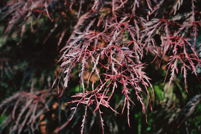 Low angle view of red leaves on tree in forest