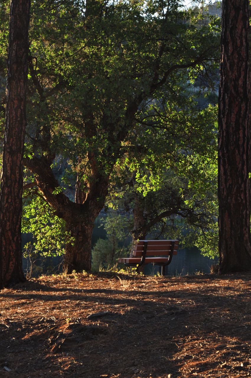 tree, tree trunk, growth, tranquility, empty, forest, absence, bench, nature, tranquil scene, branch, leaf, park - man made space, day, sunlight, beauty in nature, park bench, outdoors, no people, wood - material