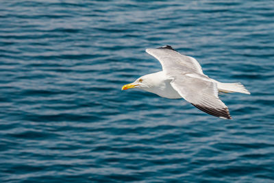 Seagull flying over sea