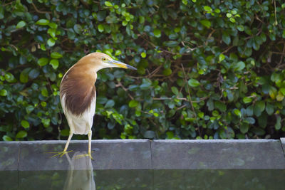 Bird perching on railing