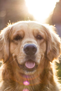 Close-up portrait of dog